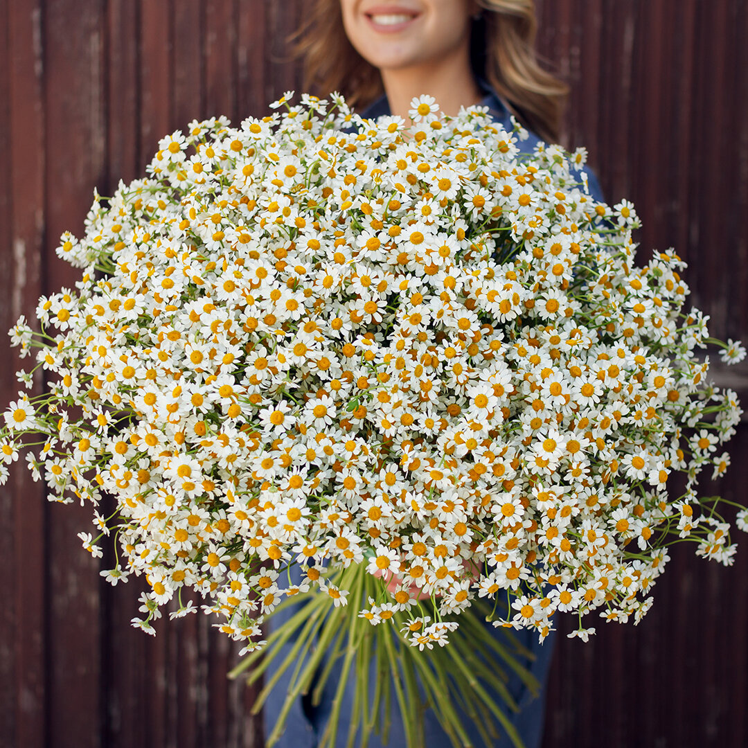 Матрикария-ромашки