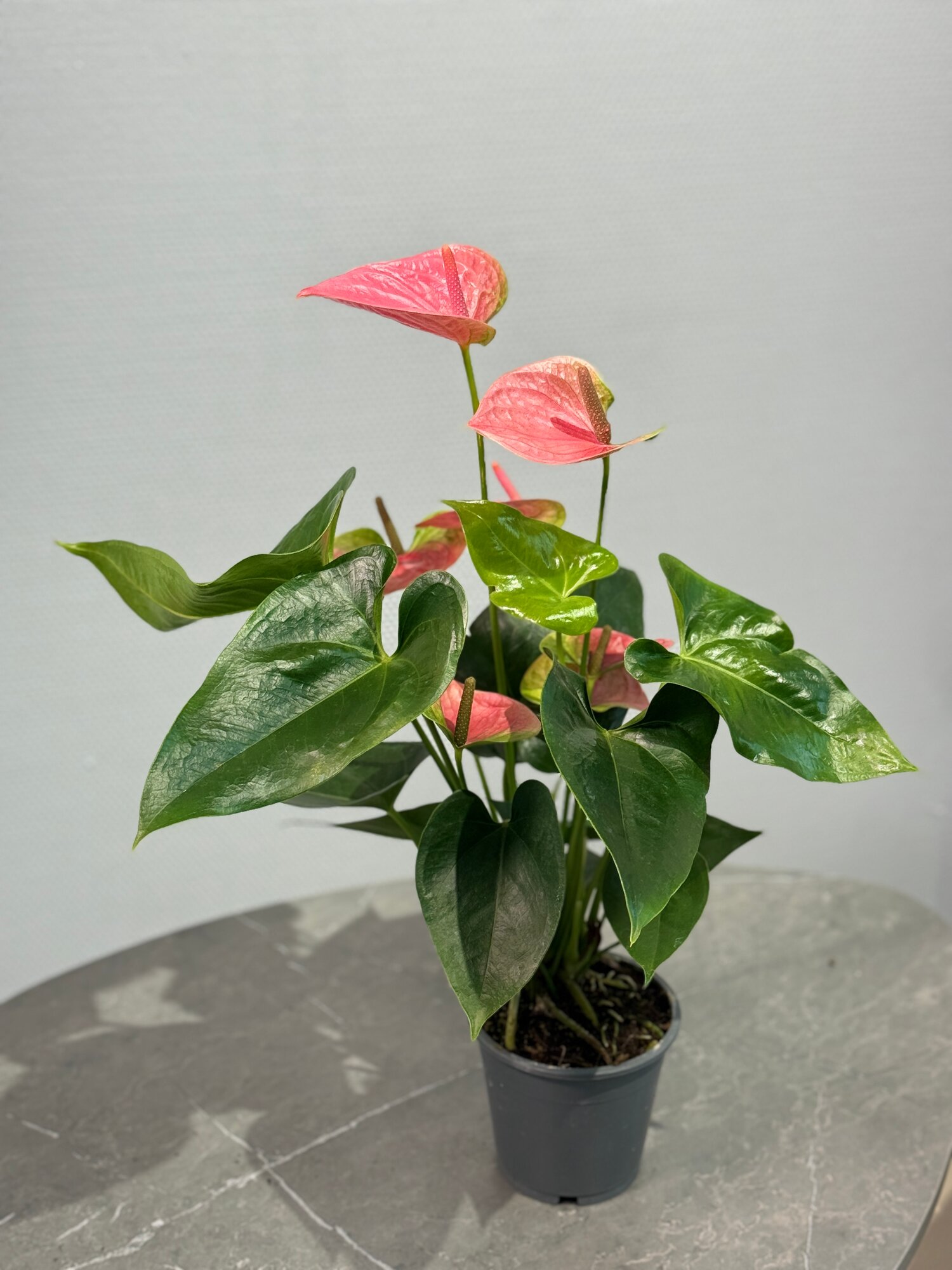 Антуриум Андрэ розовый живое растение в горшке “БукетнаяGreen” Anthurium Andraeanum pink горшечное растение