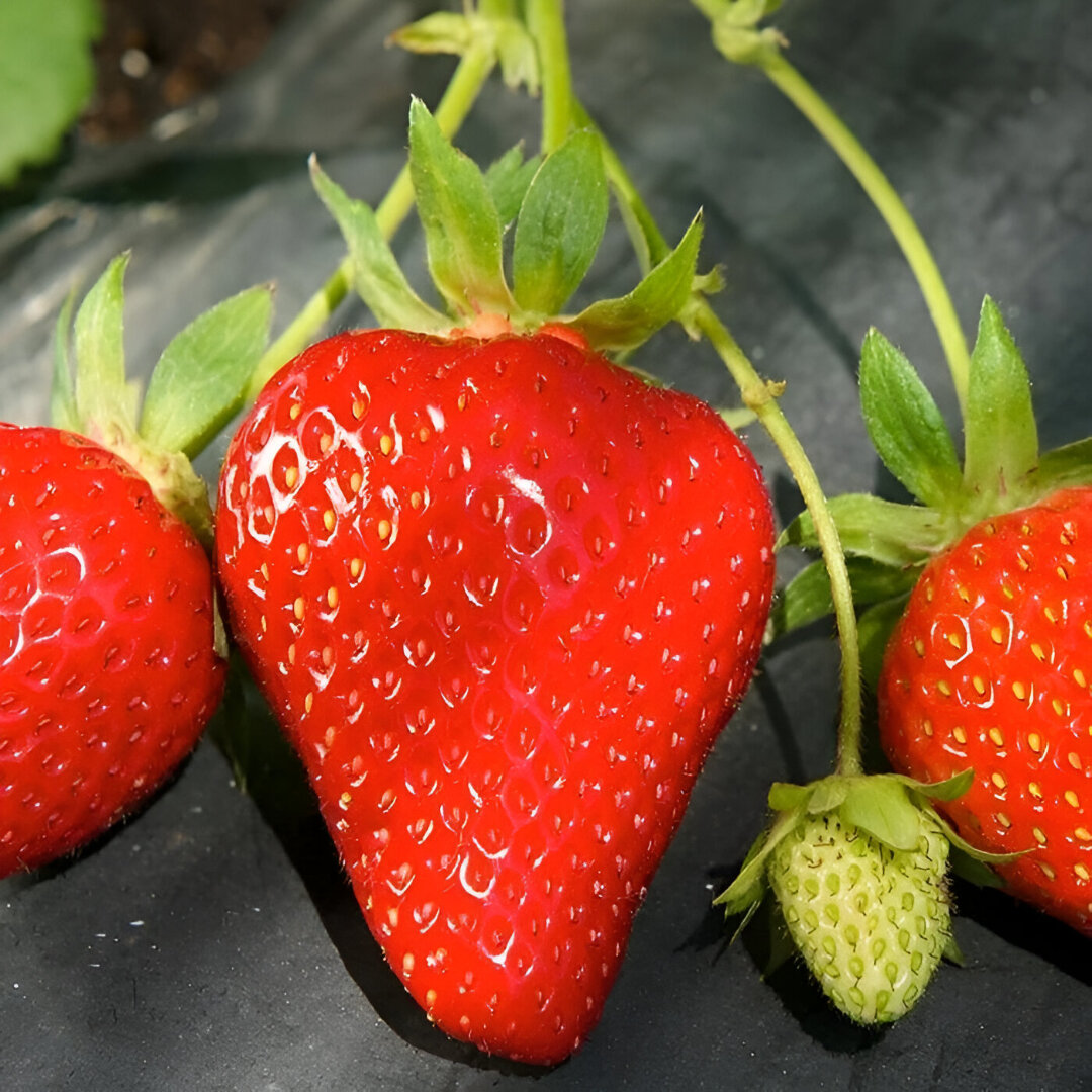 Клубника Квики крупноплодный сорт многолетняя красная 5 штук