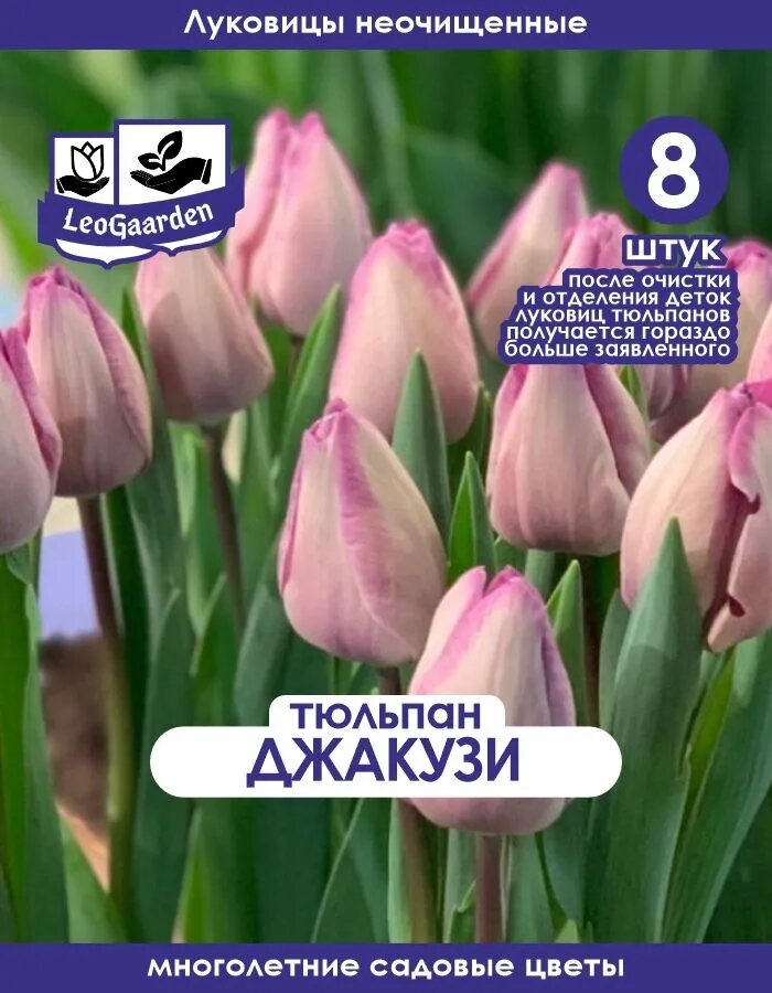 Тюльпан Луковица, Джакуззи, 8+шт