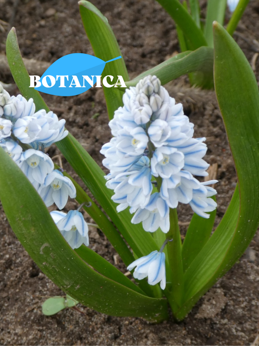 Луковицы цветов botanica garden Пушкиния Либанотика 10 штук