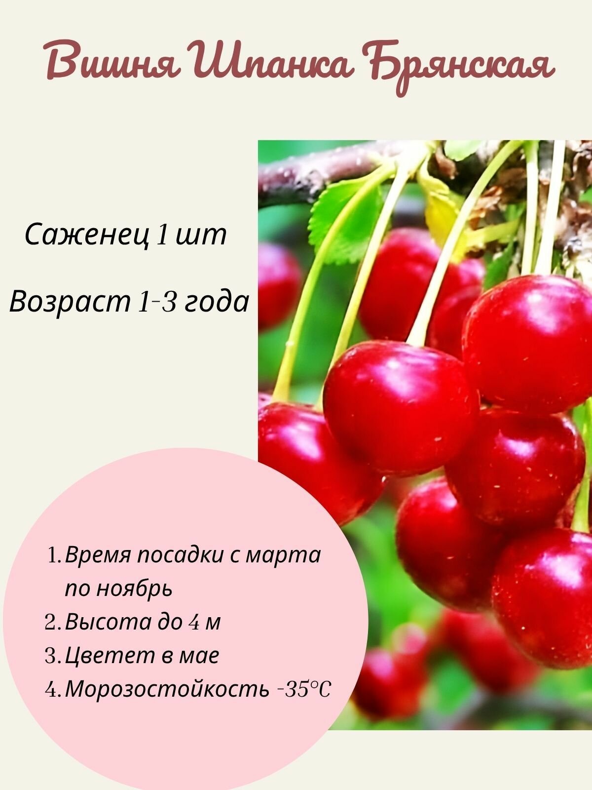 Вишня Шпанка Брянская саженец 1 шт