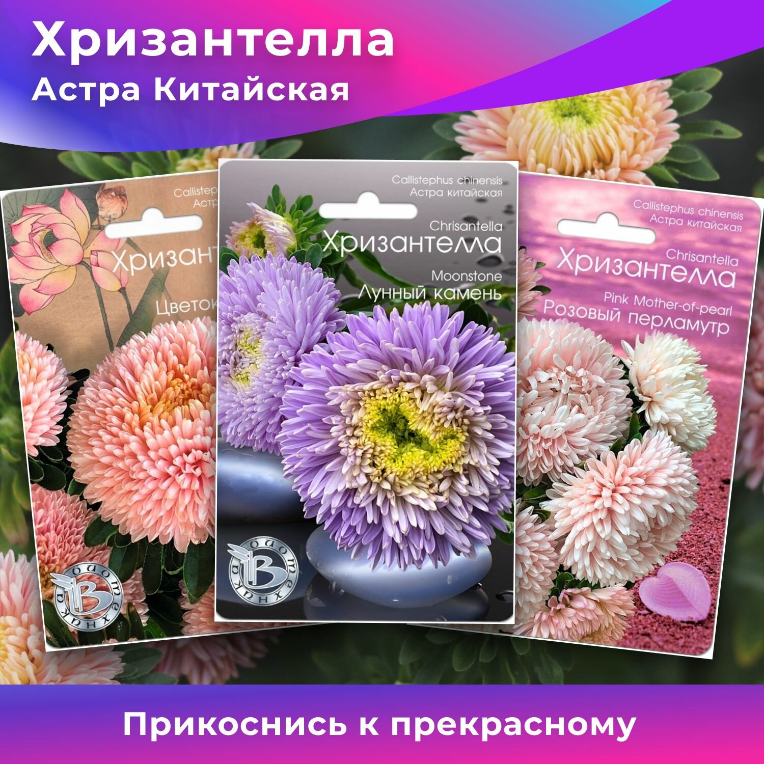 Набор семян Астра Китайская Хризантелла биотехника , Цветок лотоса, Лунный камень, Розовый перламутр