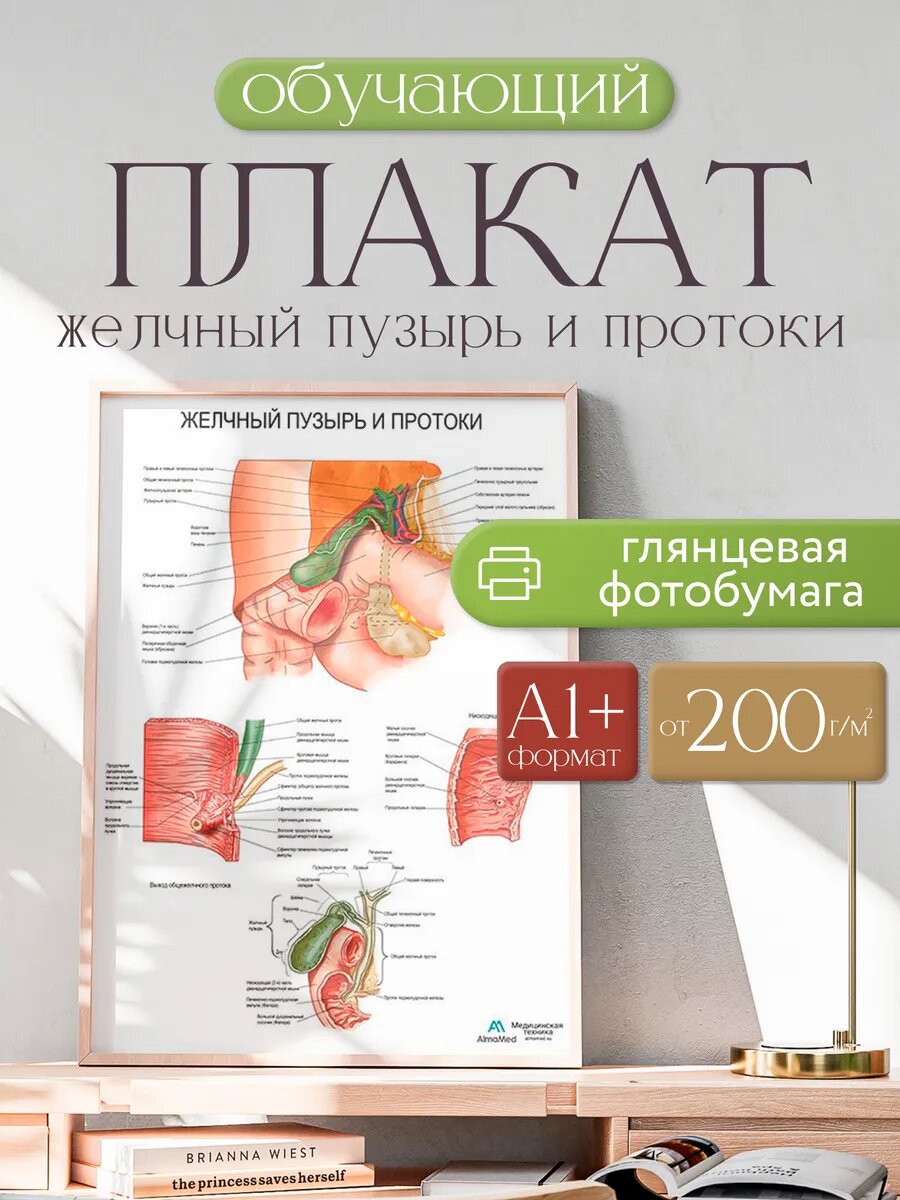 Желчный пузырь и протоки плакат глянцевая фотобумага от 200 г/кв. м, размер A1+