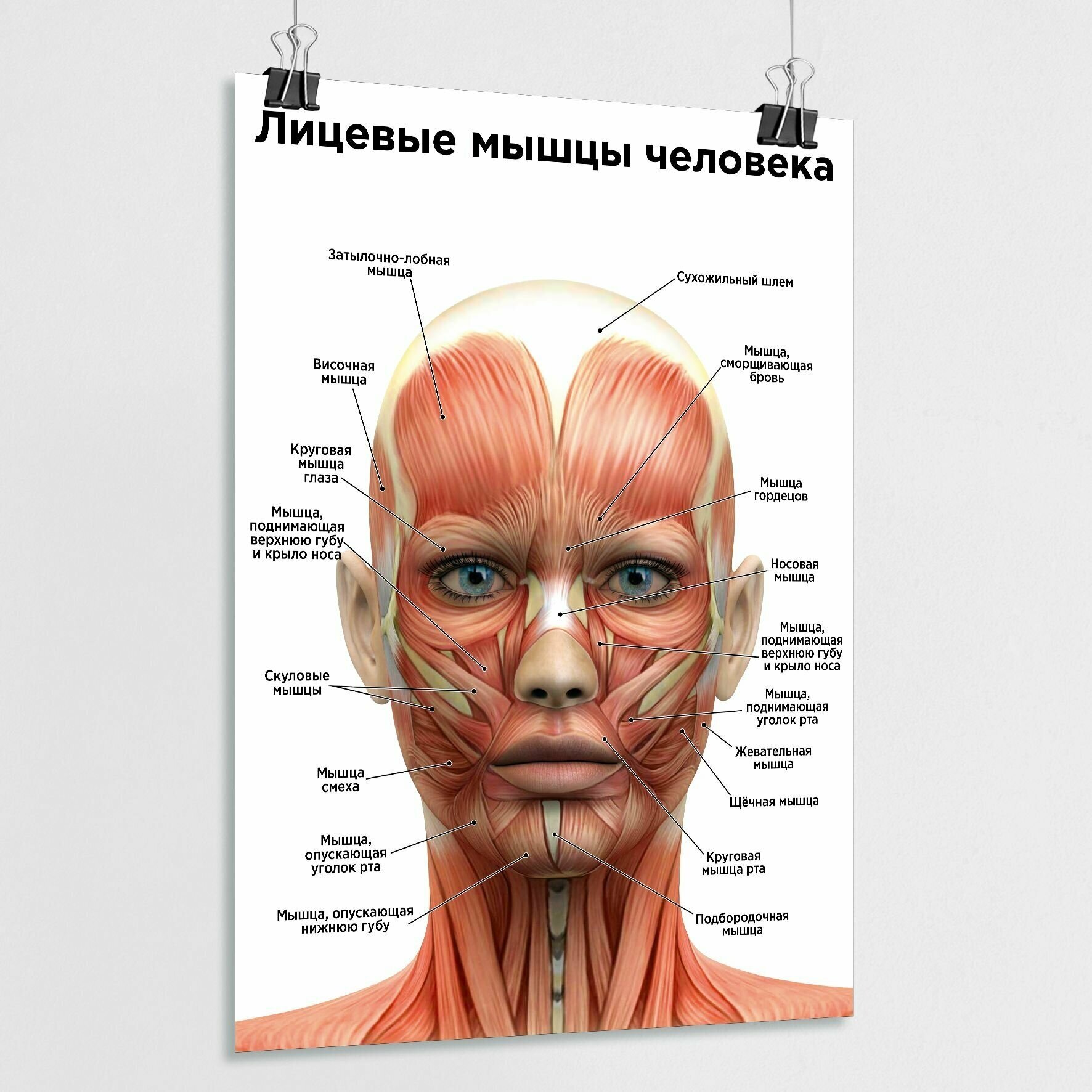 Обучающий медицинский плакат "Лицевые мышцы человека" / А-1 (60x84 см.)