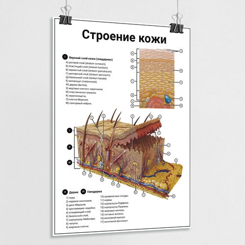 Обучающий медицинский плакат "Строение кожи" / А-0 (84x119 см.)