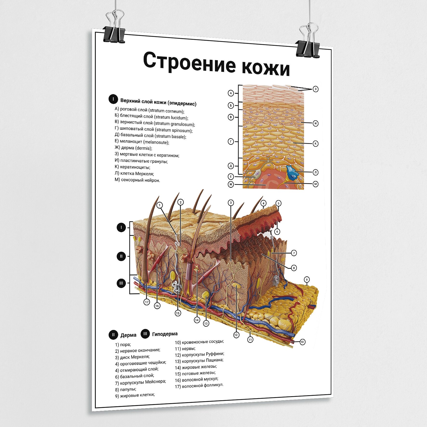 Плакат по анатомии человека "Строение кожи" / ламинированный / А-2 (42x60 см.)