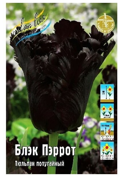 Тюльпан Black Parrot (1шт.)