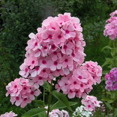 Флокс метельчатый Бисер 440₽