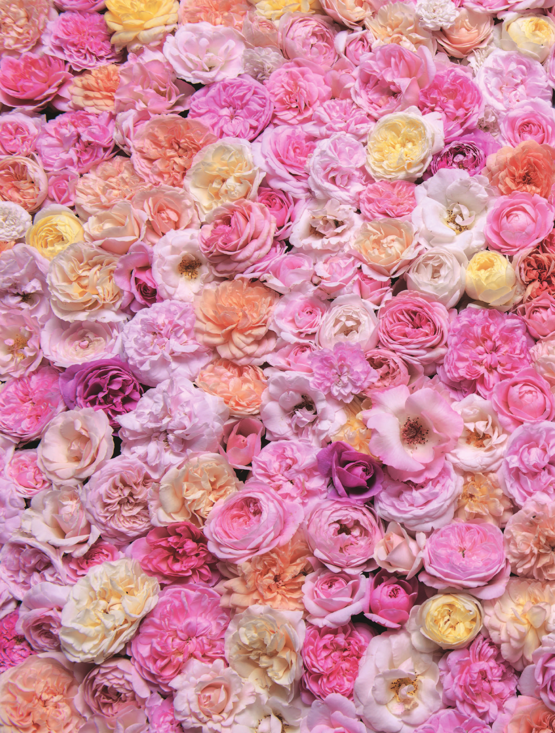 Розы. Восхитительные цветы для дома и сада - фото №11