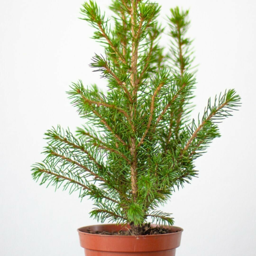 Елка Коника фото 23