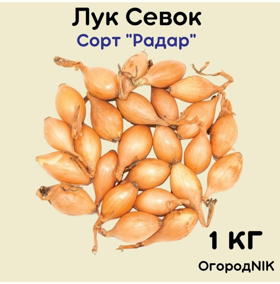 Лук севок сорт "Радар" 1 кг.