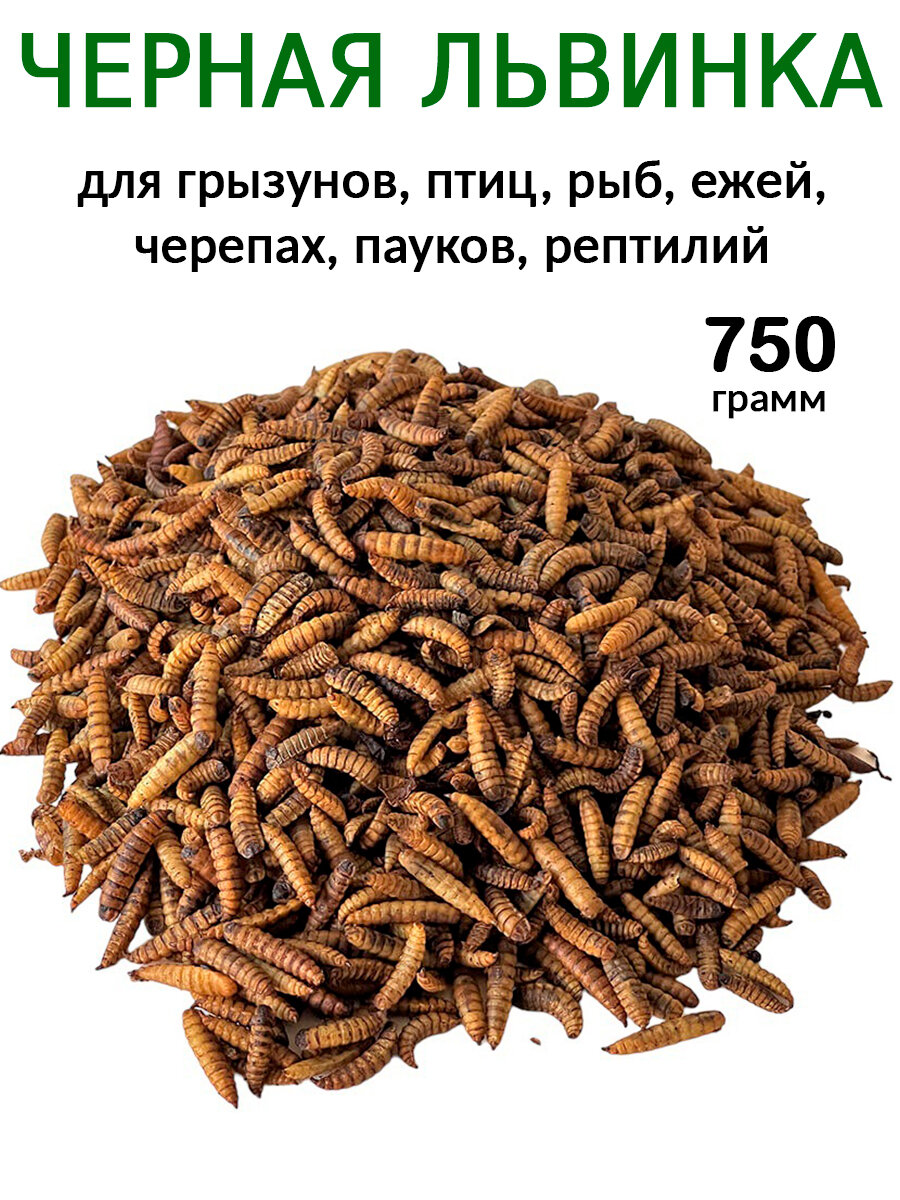 Черная Львинка Сушеная личинка для грызунов черепах крыс птиц 750 грамм.