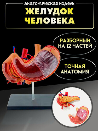 Изображение товара Анатомическая модель желудка человека 4D, разборная (12 частей). Макет желудок человека.