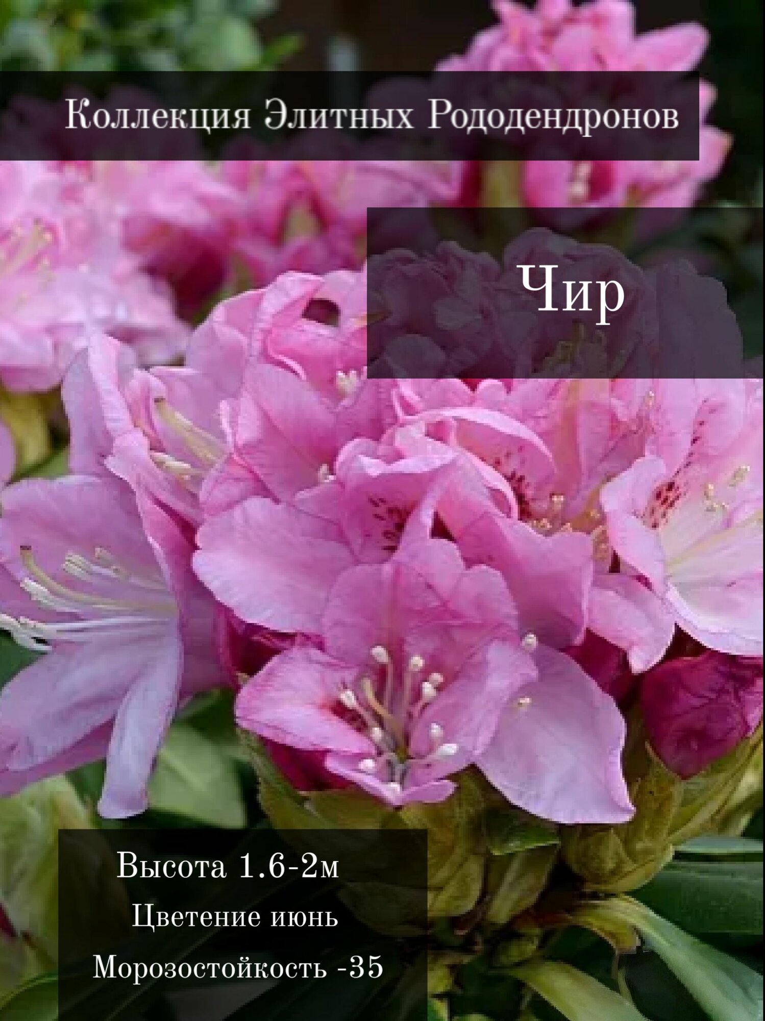 Рододендрон Чир