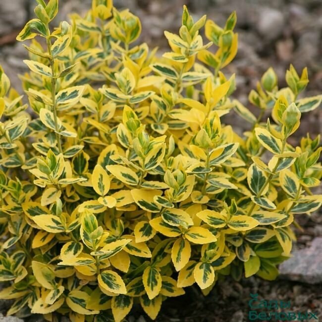 Бересклет Форчуна Эмеральд Голд