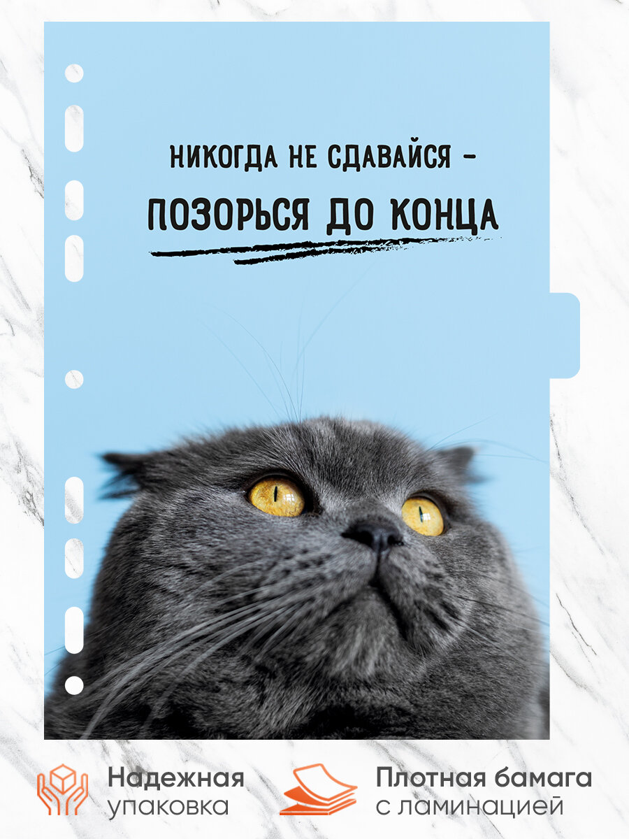 Разделители для тетради на кольцах А5 Милые котики, набор 8 шт, универсальная перфорация — фото 1