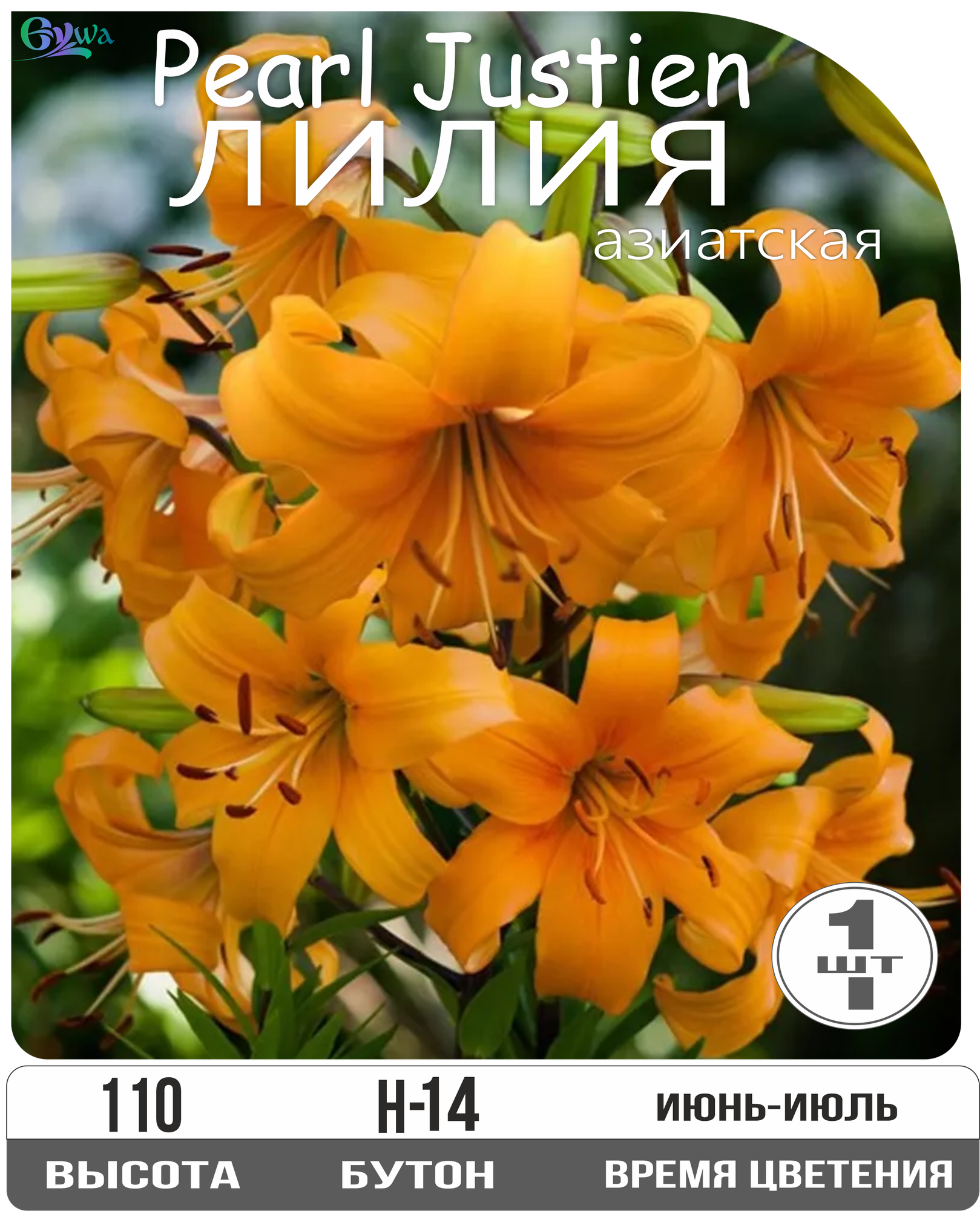 Лилия луковицы многолетние Перл Джастин азиатская многолетник высота 110 см абрикосовый 1шт.