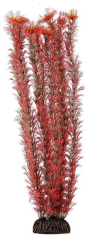 Растение "Амбулия" красная, 400мм, 1шт