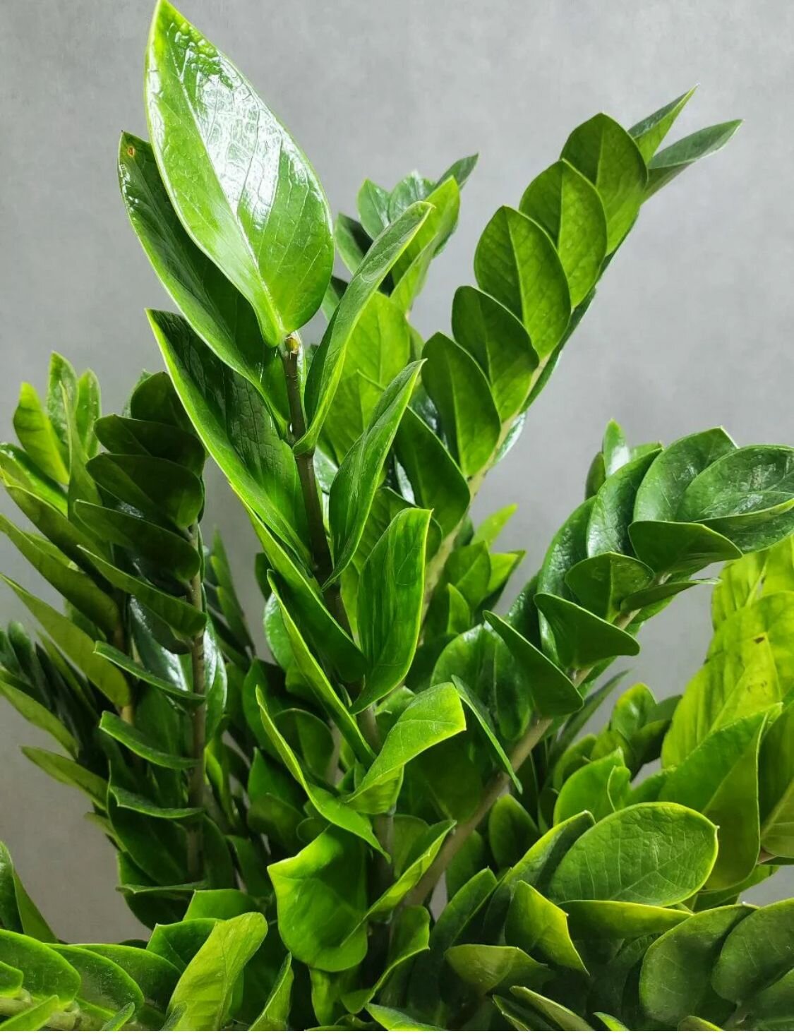 Замиокулькас домашний в горшке живое растение D-20 высота 45 см