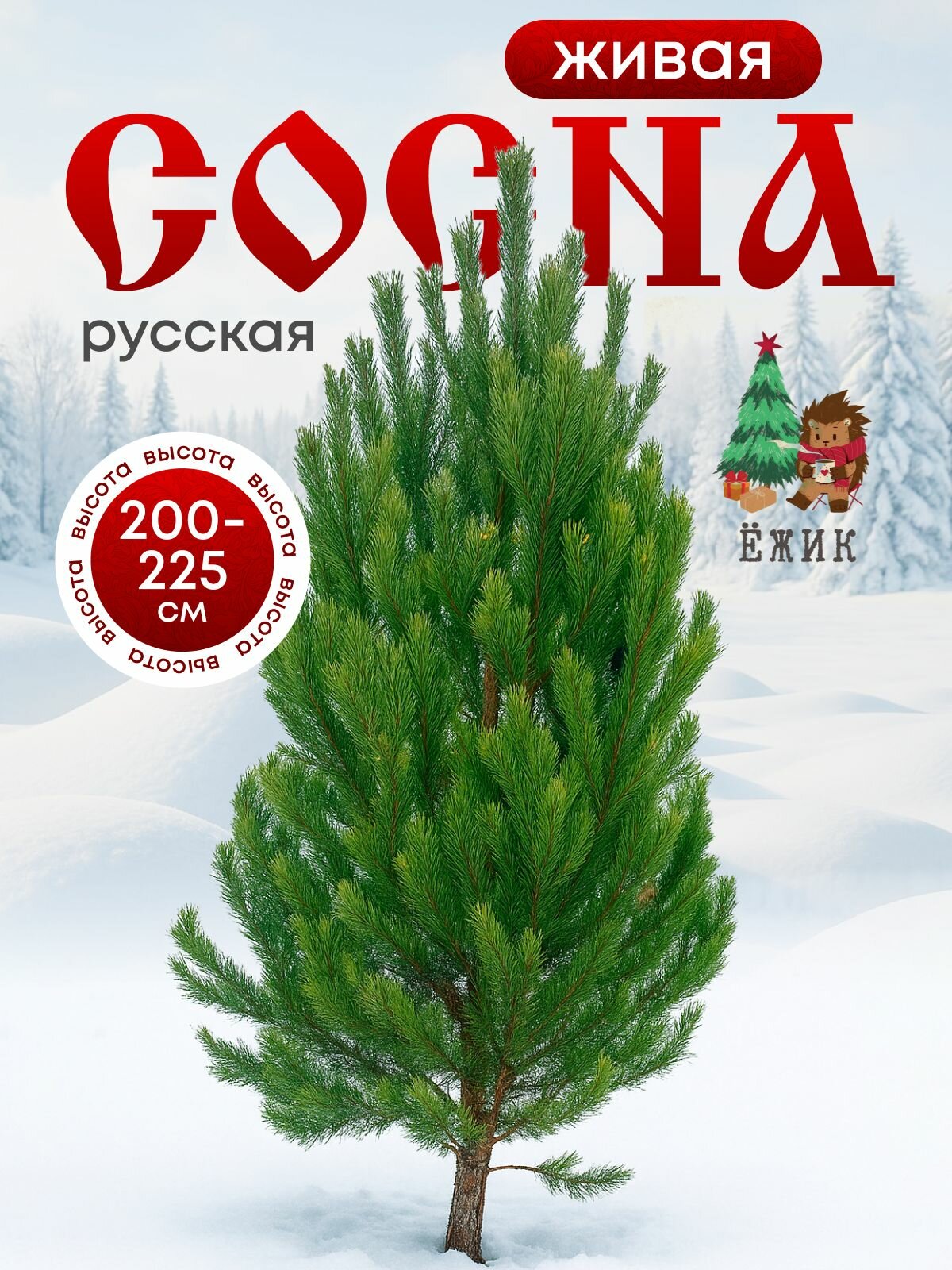 Сосна живая русская новогодняя срезанная 200-225см