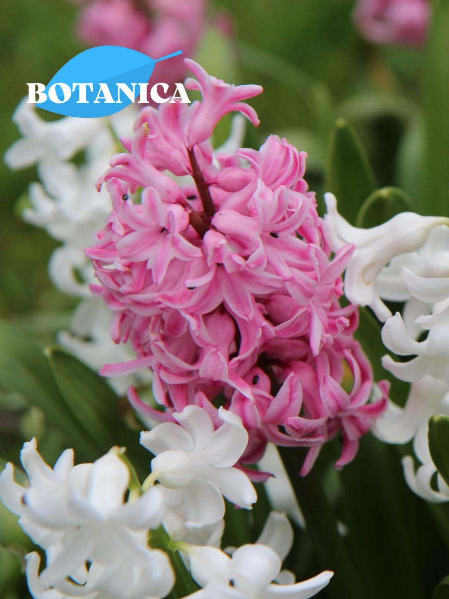 Луковицы цветов botanica garden Гиацинты Розовый и Белый Микс (3 штуки)