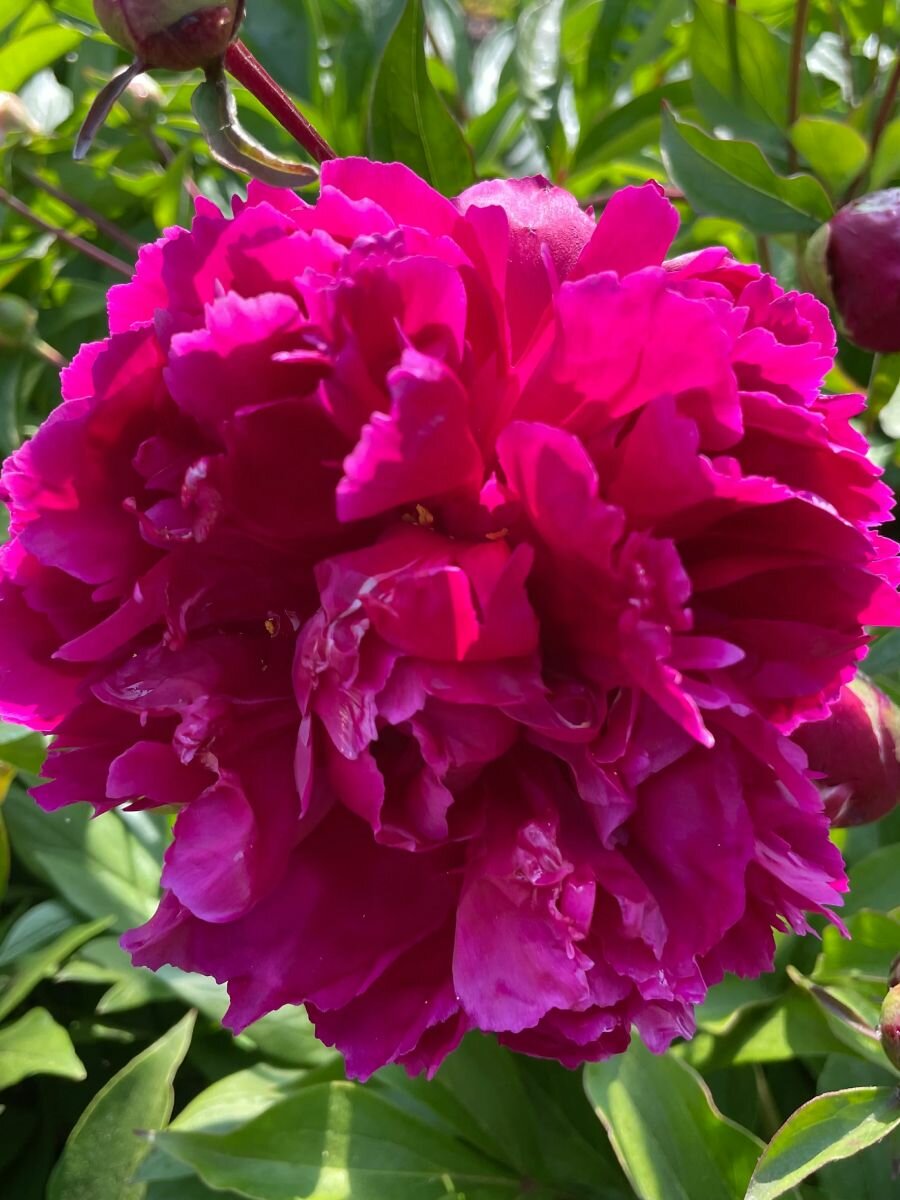 Пион Holland Bulb Market Пурпл 1 шт травянистый многолетнее высота растения 80 см