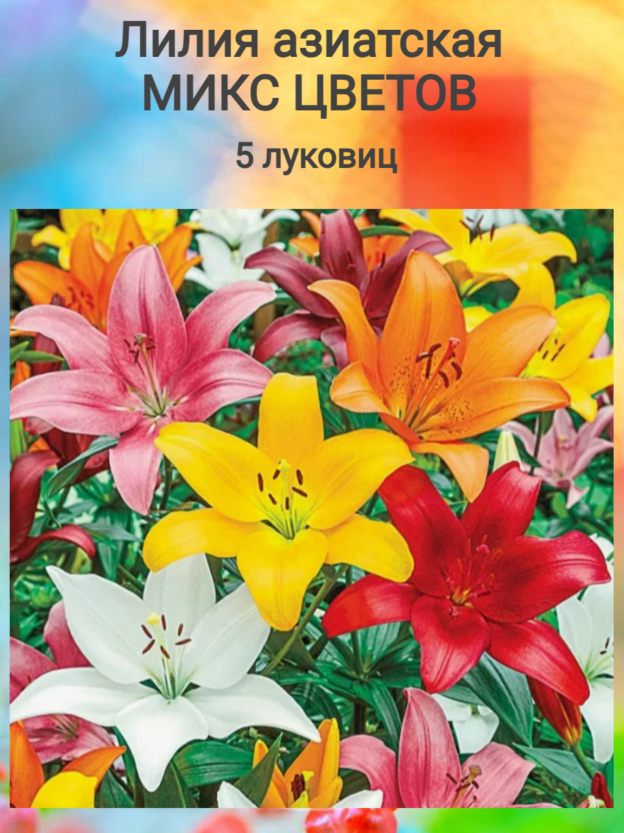 Лилия азиатская Микс Цветов (5 шт)
