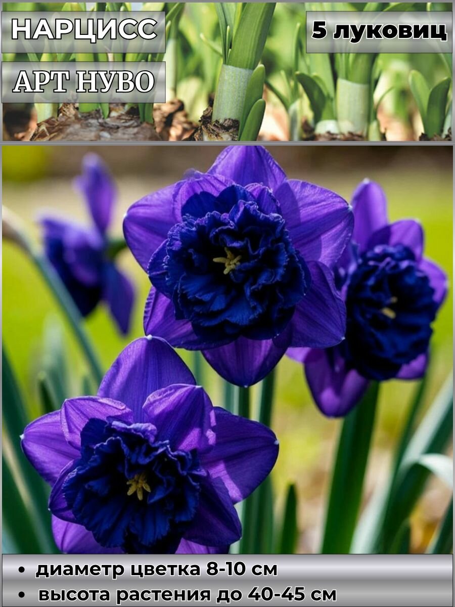 Нарцисс корончатый Акрополис блю луковицы 5 штук