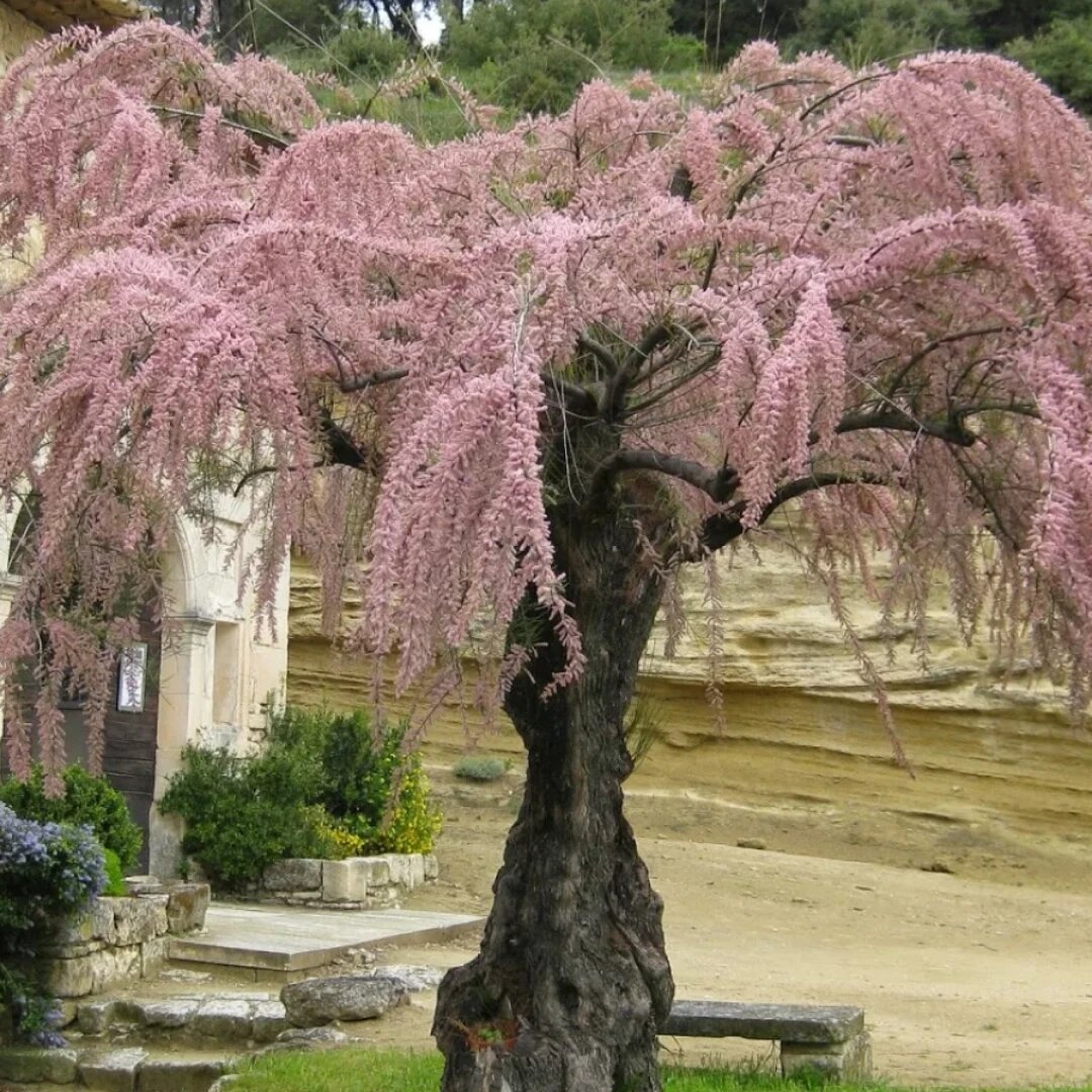 Тамарикс (Tamarix parviflora) / 1 шт, морозостойкий, декоративный сорт