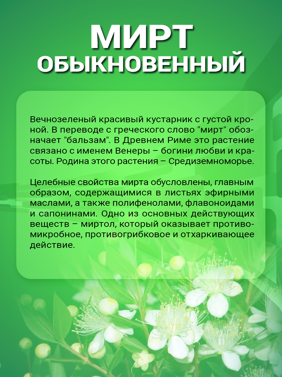 Изображение Настойка Мирта 100 мл НТК Жизненная Сила, Растительный безвредный антибиотик