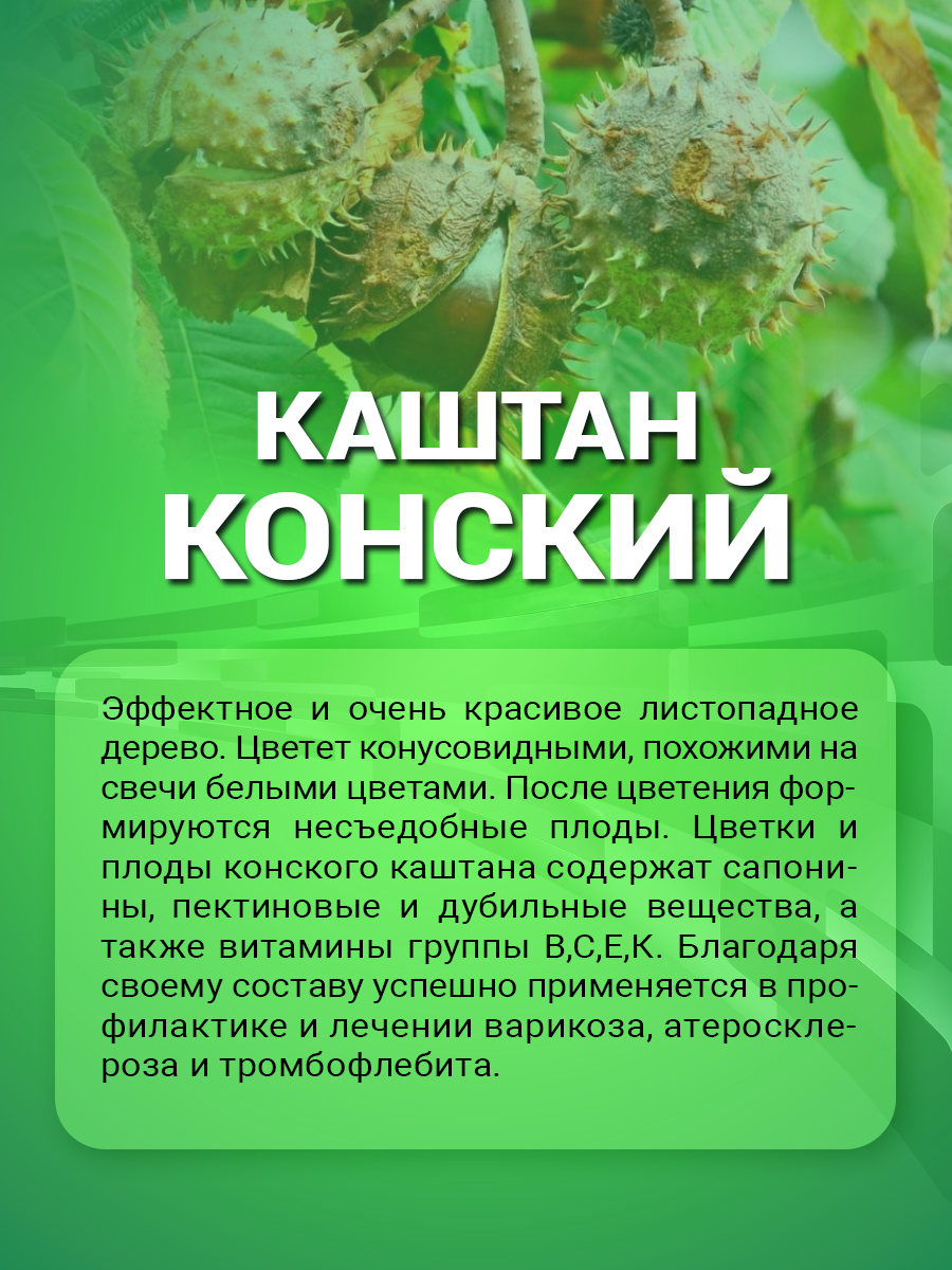 Изображение Настойка конского каштана (экстракт жидкий из цветков) 100 мл