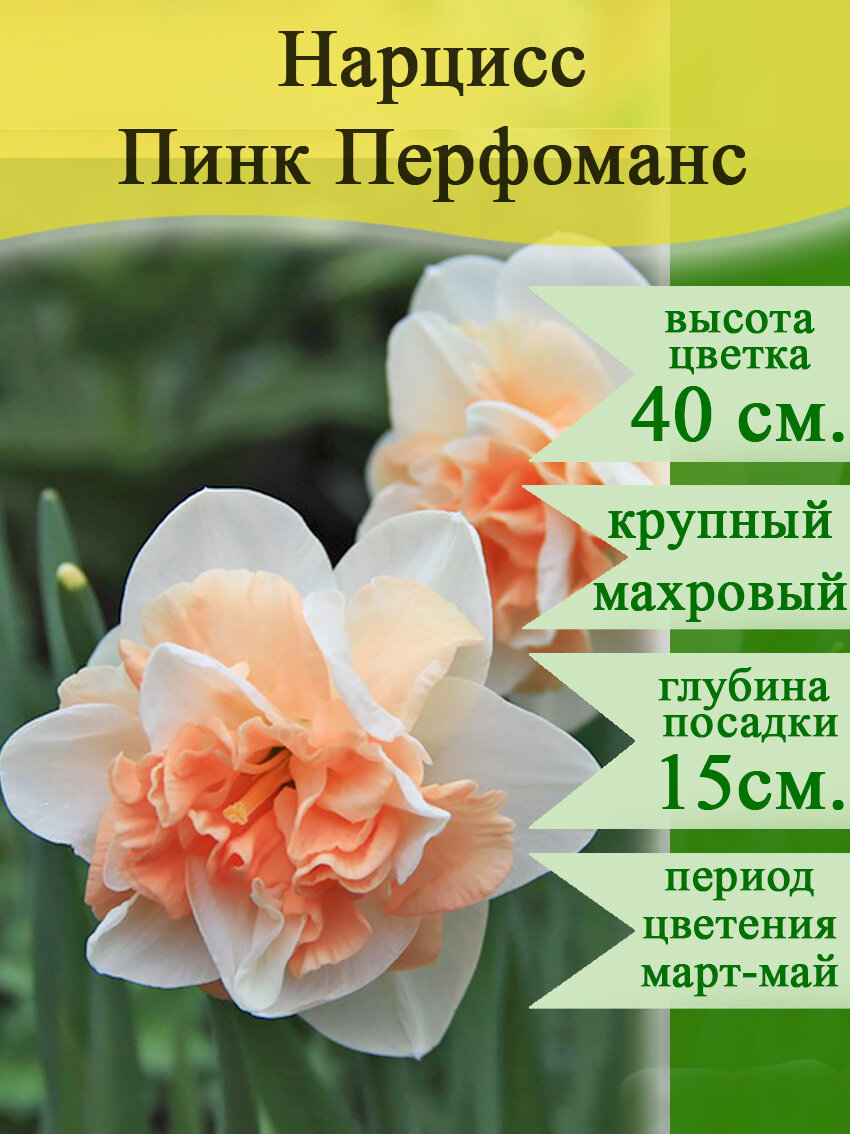 Нарцисс Пинк Перформанс махровый 3 шт