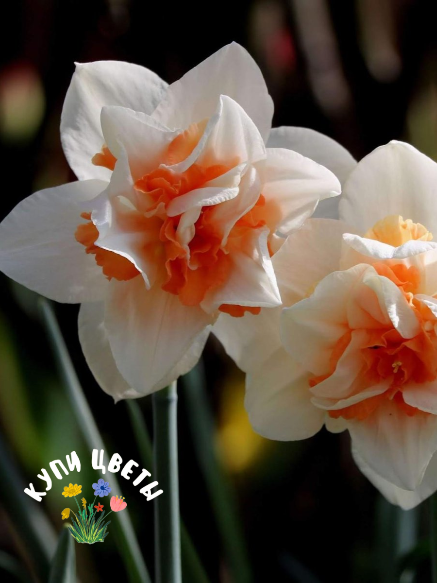Луковицы цветов купи цветы Нарцисс REPLETE (5 луковиц) белый
