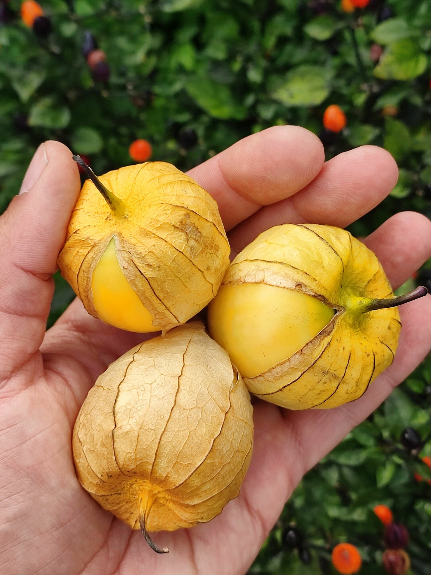 Семена физалиса Queen of Malinalco (Королева Малиналько)