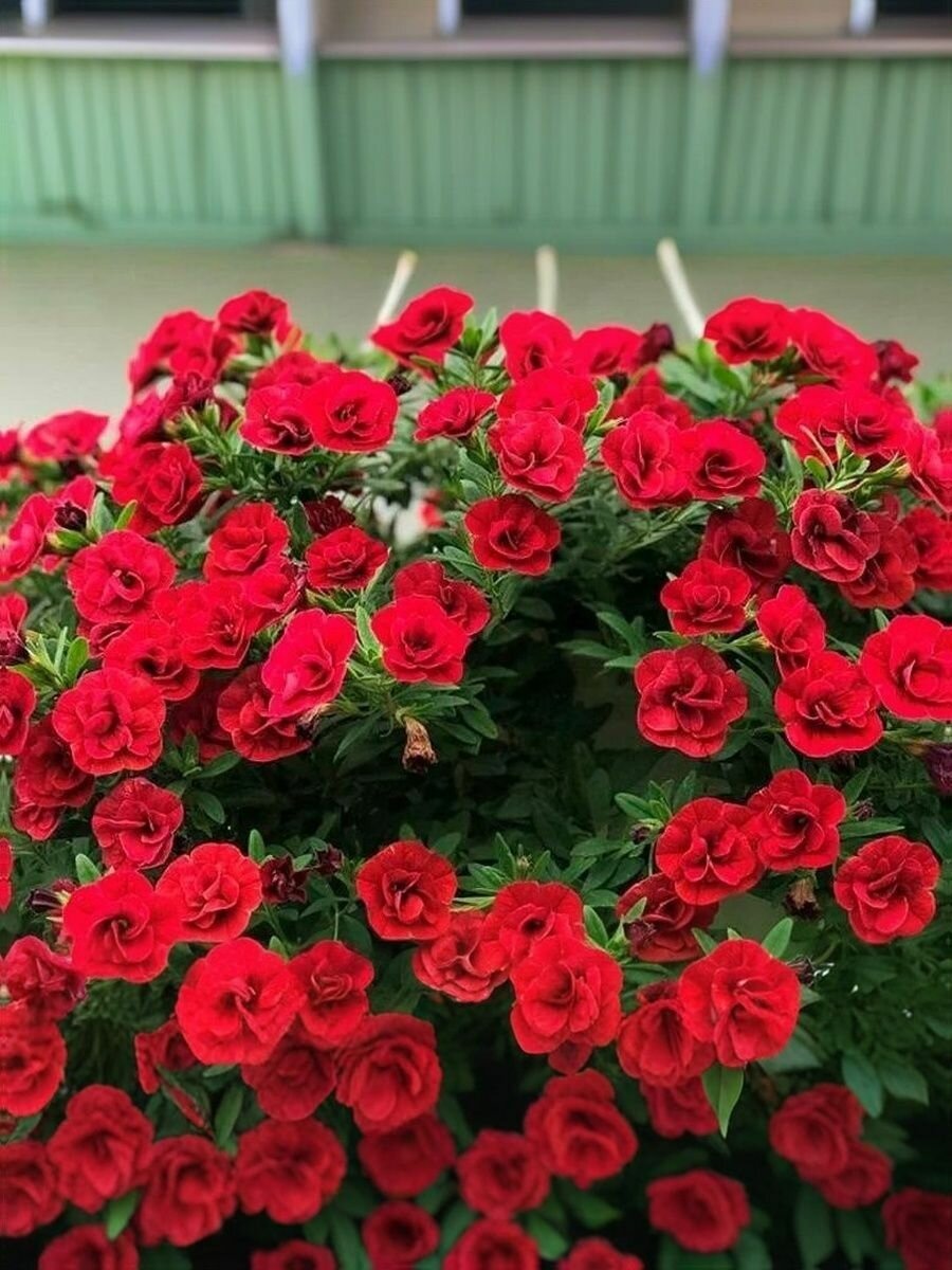 Калибрахоа професииональные семена