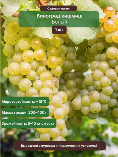 Изображение товара Виноград кишмиш белый 1 шт / бессемянный, морозостойкий сорт