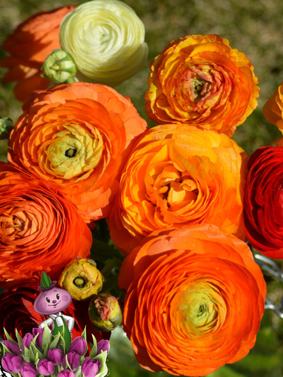 Луковицы цветов, сhipollino flowers, ранункулюс ORANGE (10 луковиц)