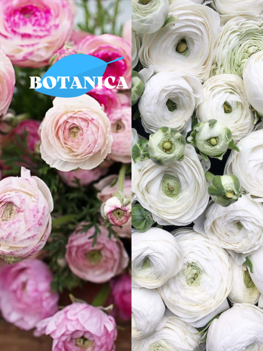 Луковицы цветов, botanica garden, TWIN, ранункулюс пинк 10 ШТ / ранункулюс вайт 10 ШТ (20 луковиц)