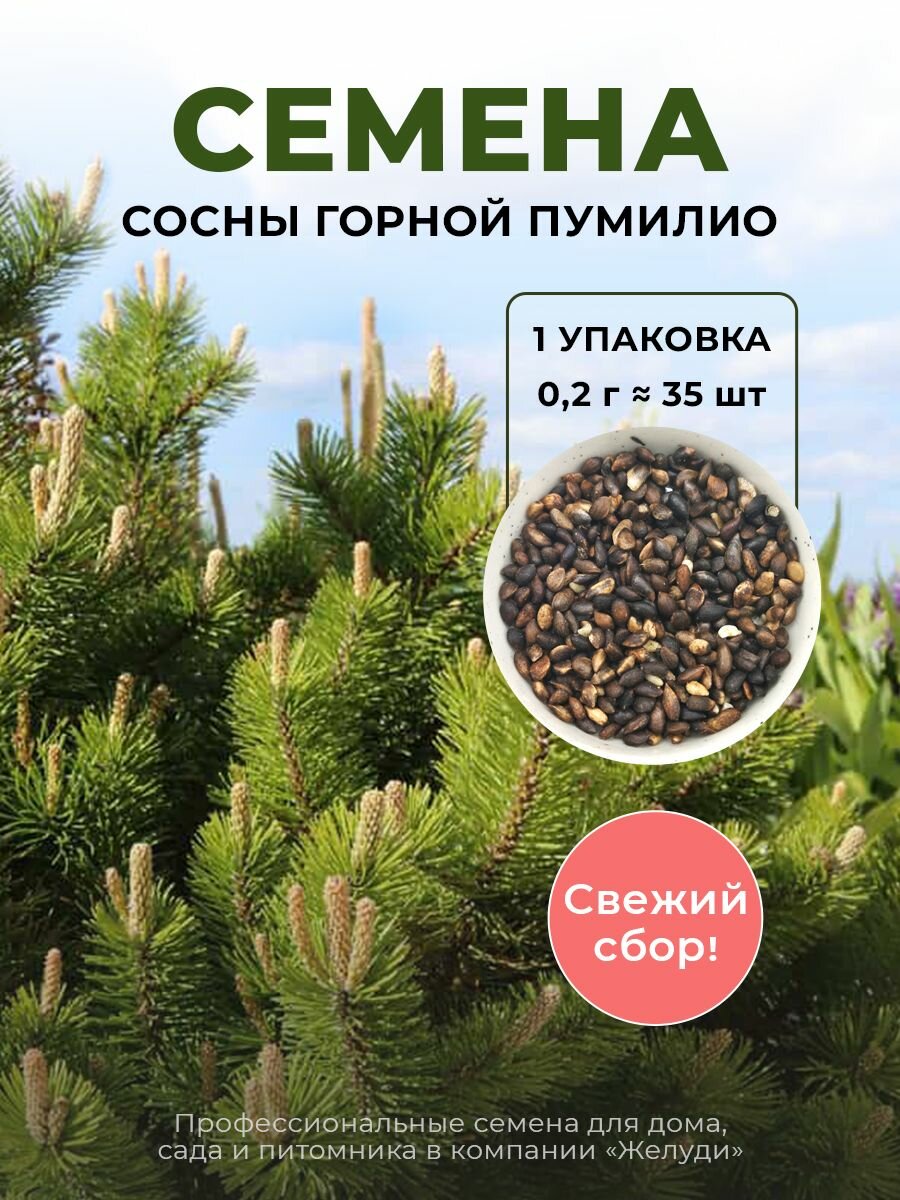 Семена Сосны горной Пумилио морозостойкой  0 2 грамма  примерно 35 шт 