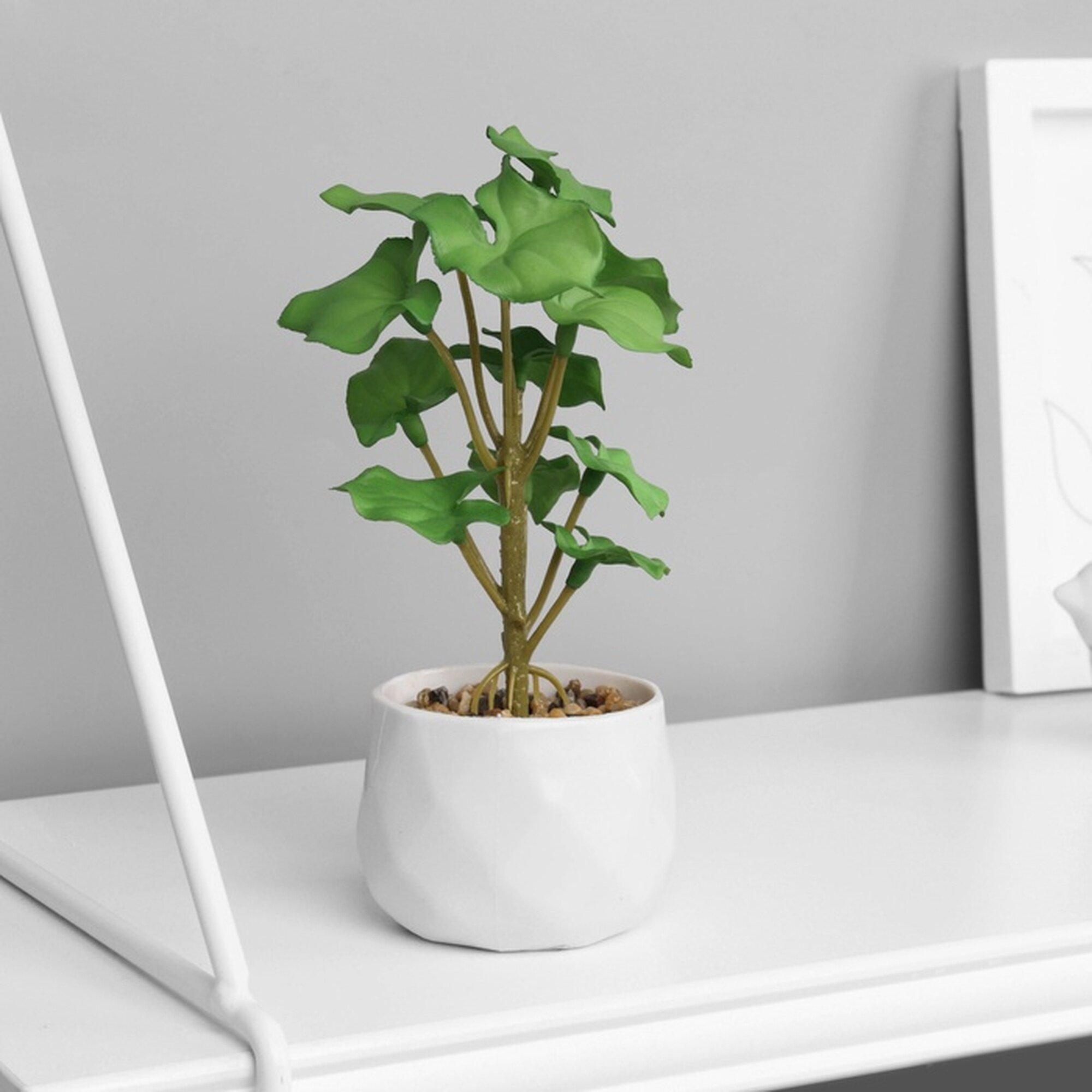 Бонсай в горшке «Филодендрон селло» (мягкий лист) 12×6 см микс