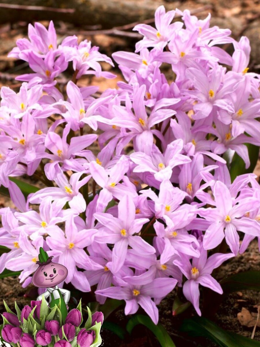 Луковицы цветов chipollino flowers хионодокса FORBESII ROSEA (10 луковиц)