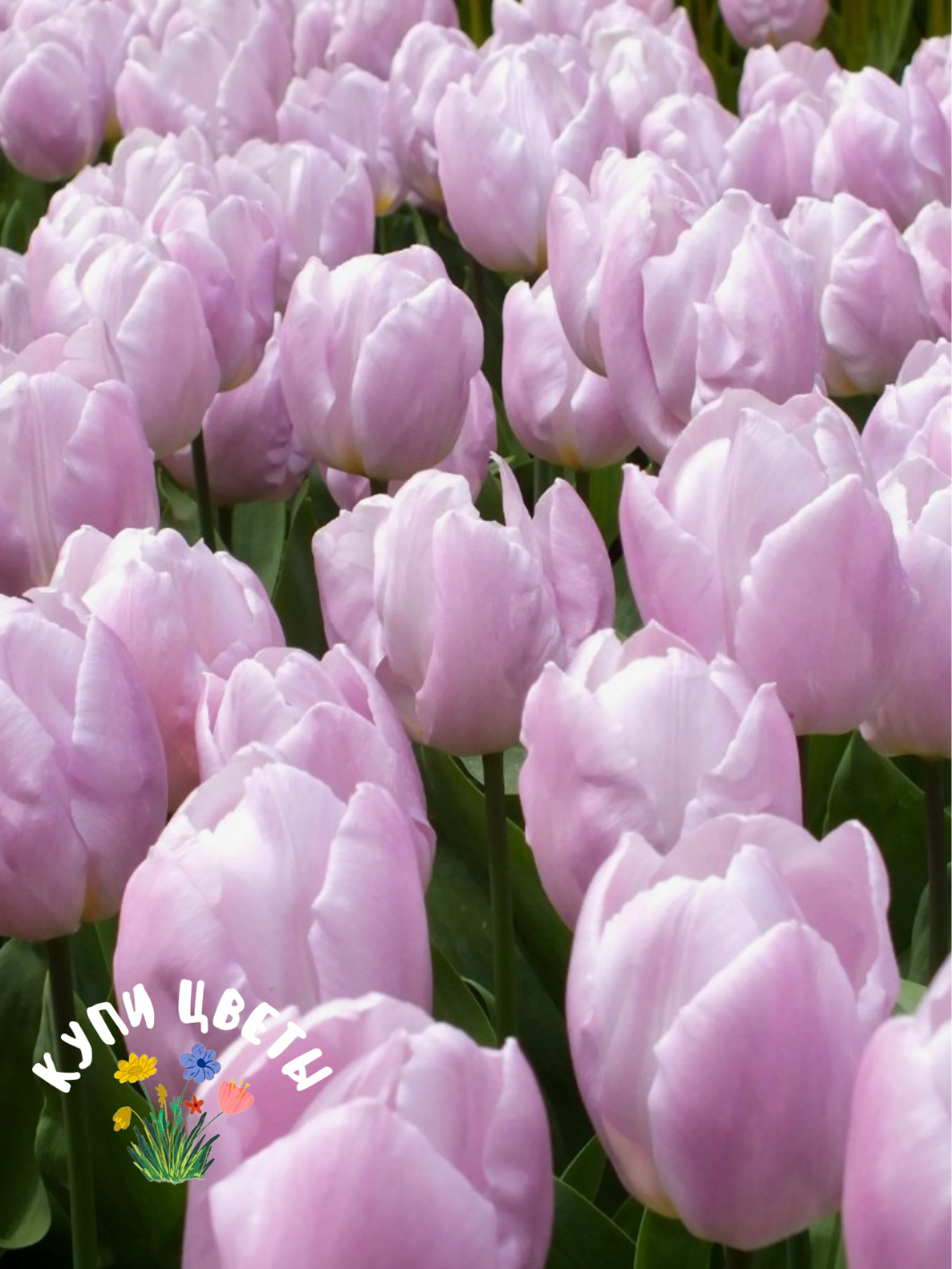 Луковицы цветов Купи Цветы Тюльпан Candy Prince (3 луковицы)