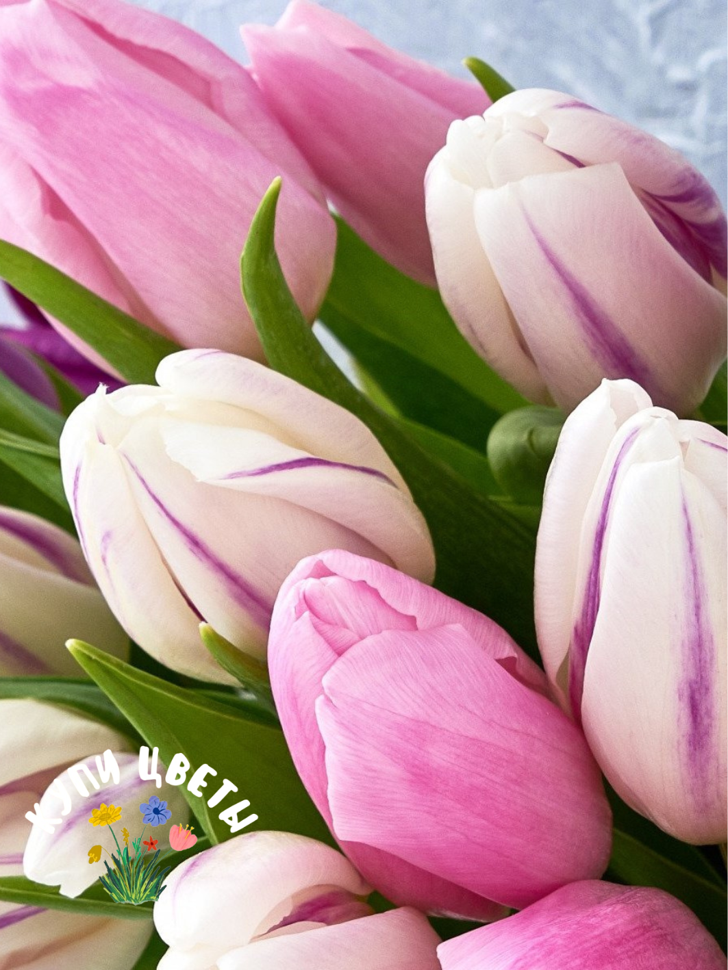 Тюльпаны Купи Цветы Pink MIX светло-розовые многолетние (5 луковиц)