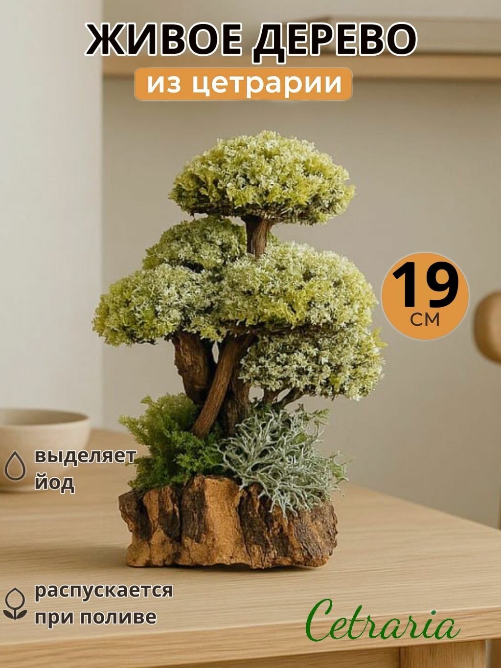 Бонсай с кронами цетрарии живой сухоцвет / оригинальный подарок