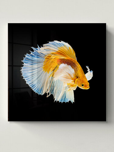Изображение товара Картина Postermarket "Бойцовая рыбка" на стекле, 40 x 40 см.