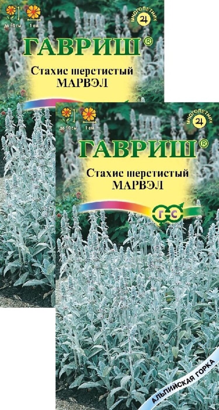 Семена Стахис (чистец) шерстистый Марвэл (005 г) 2 пакета Гавриш