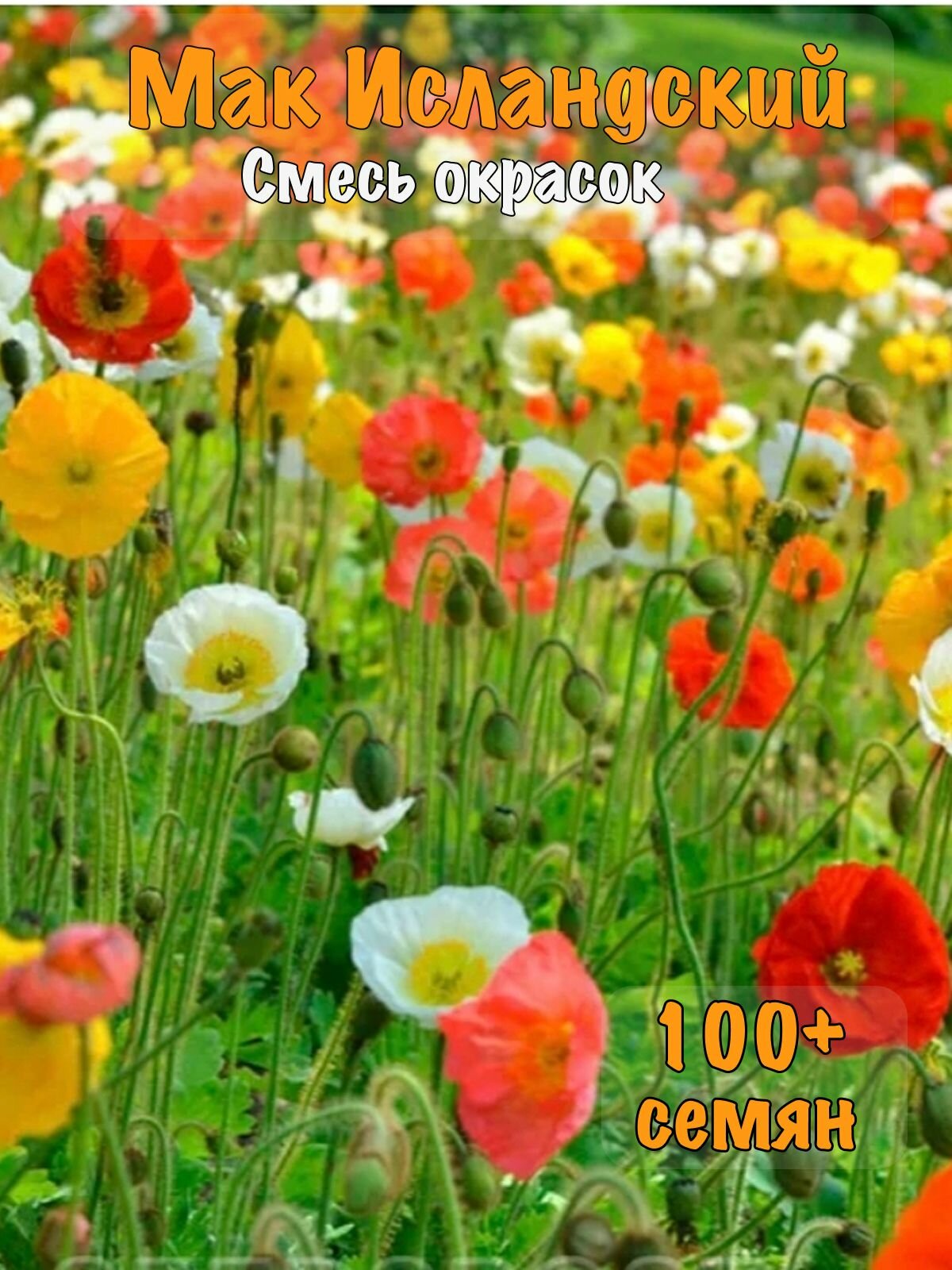 Семена 100+ шт Мак Исландский Смесь окрасок
