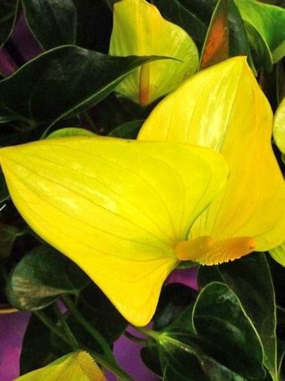 Антуриум желтый Пикассо семена