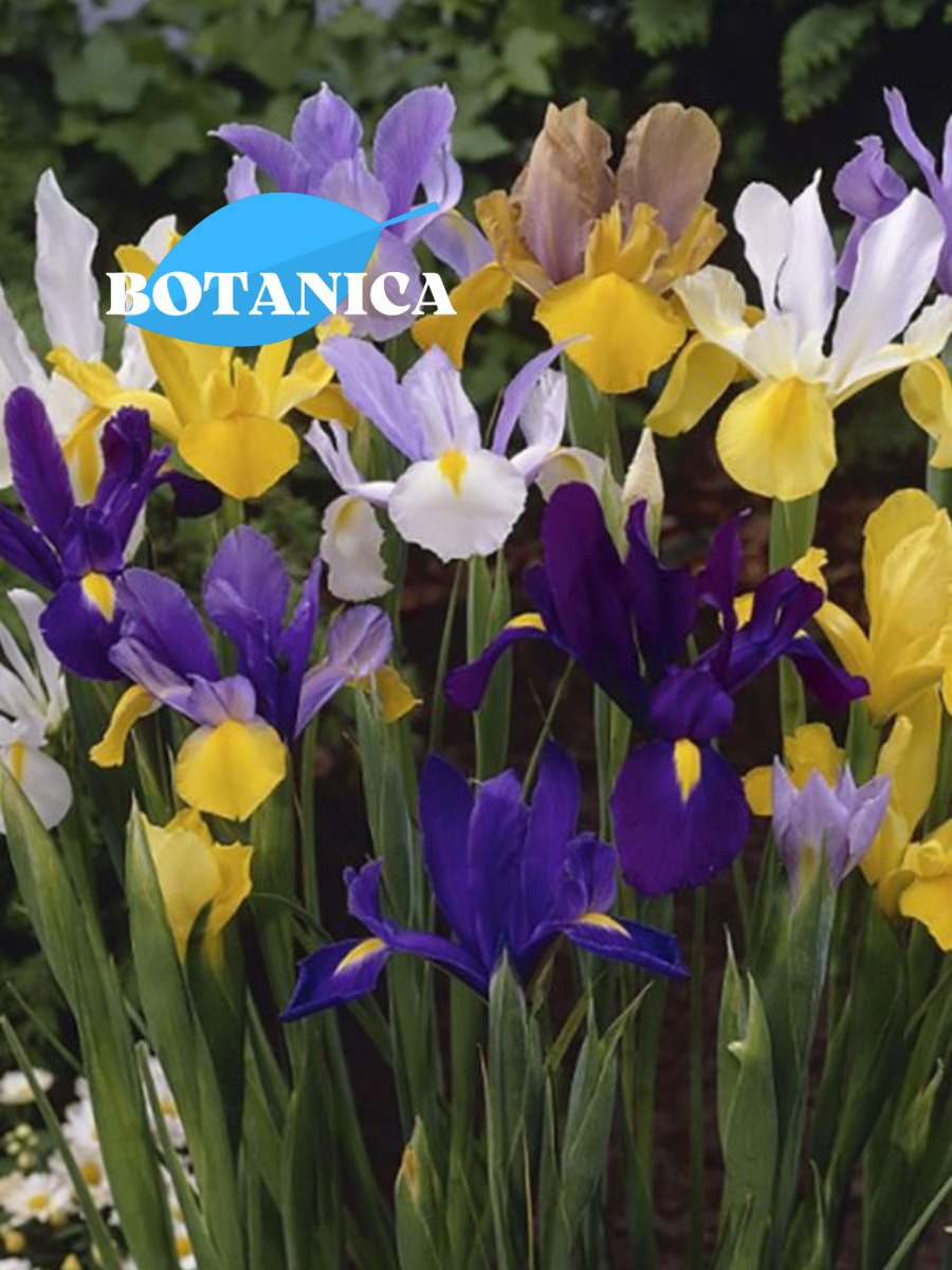 Луковицы цветов botanica garden Ирис Датч Микс ( 10 штук )